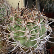 Eriosyce ceratistes Burzak FG