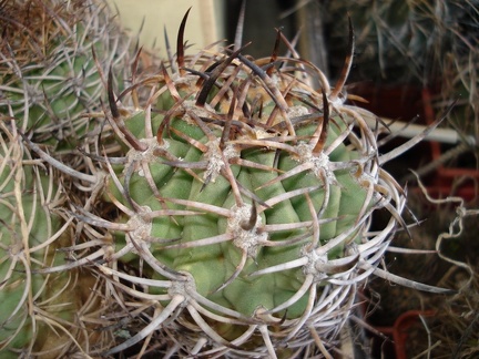 Eriosyce ceratistes Burzak FG