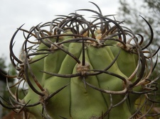 Eriosyce ceratistes JN-59