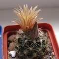 Escobaria Neobessia similis