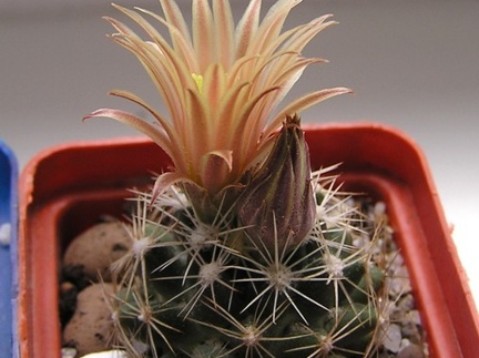 Escobaria Neobessia similis