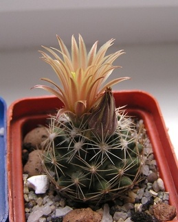 Escobaria Neobessia similis