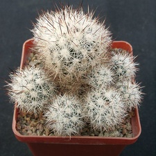 Escobaria bella