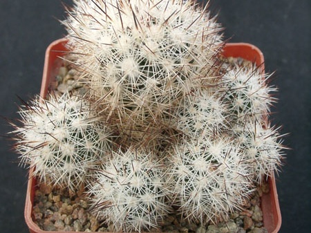 Escobaria bella