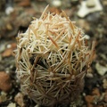 Escobaria minima