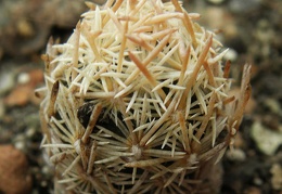 Escobaria minima