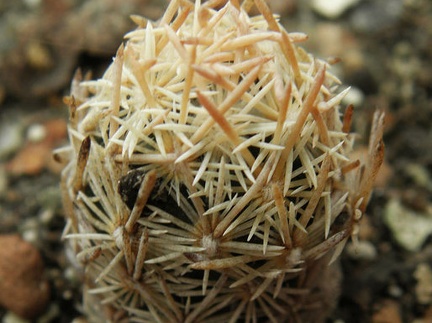 Escobaria minima
