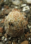 Escobaria minima