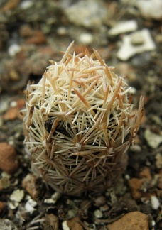 Escobaria minima