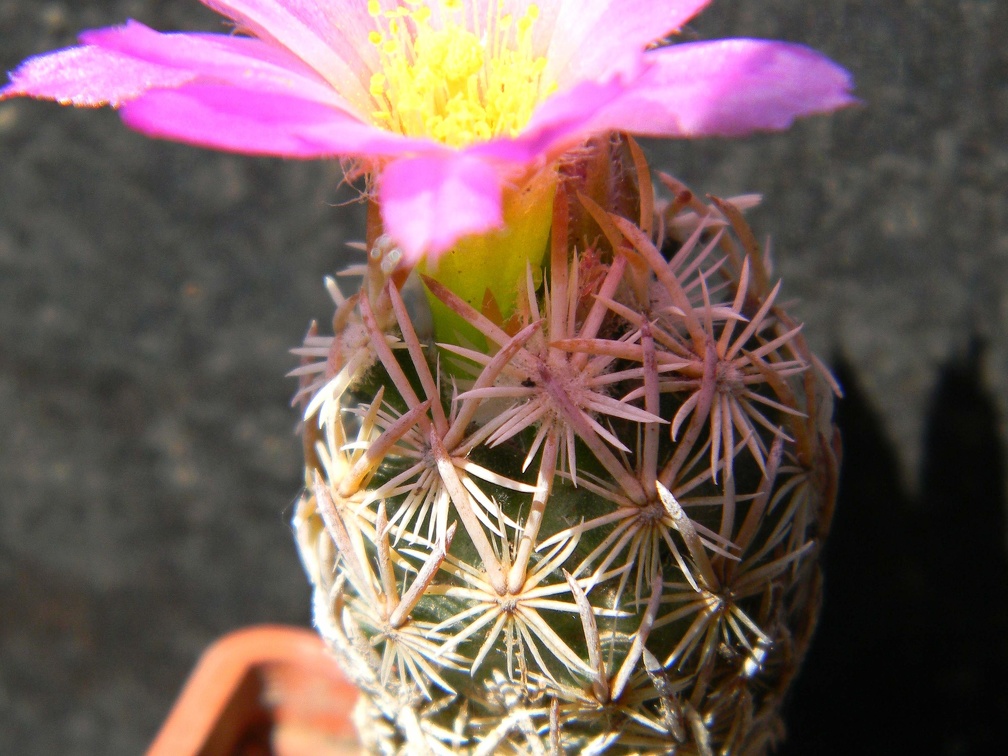 Escobaria minima Kovtun88
