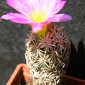 Escobaria minima Kovtun88