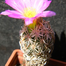 Escobaria minima Kovtun88