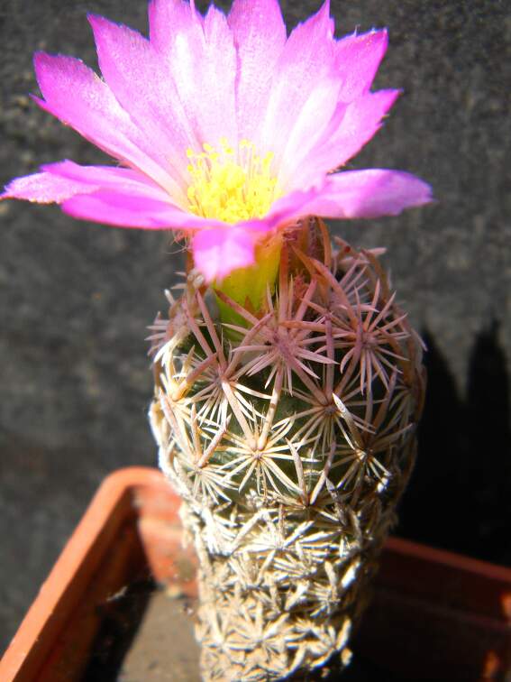 Escobaria minima Kovtun88