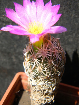 Escobaria minima Kovtun88