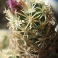 Escobaria minima Rostanin Kharkov