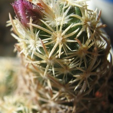 Escobaria minima Rostanin Kharkov
