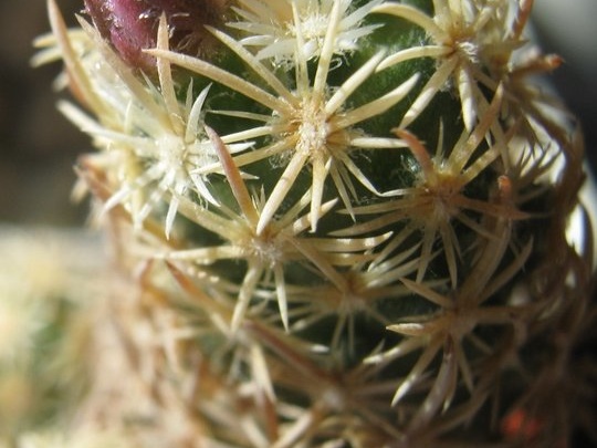 Escobaria minima Rostanin Kharkov