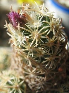 Escobaria minima Rostanin Kharkov