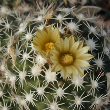 Escobaria robbinsorum