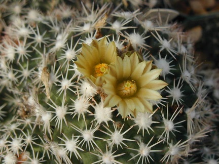 Escobaria robbinsorum