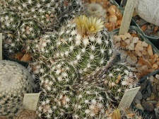 Escobaria robbinsorum pl