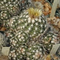 Escobaria robbinsorum pl