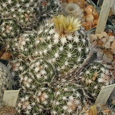 Escobaria robbinsorum pl