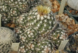 Escobaria robbinsorum pl