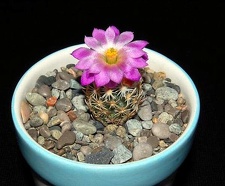 Ph Escobaria nellii VitNat