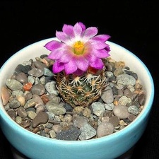 Ph Escobaria nellii VitNat