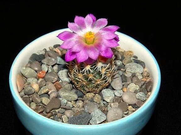 Ph Escobaria nellii VitNat