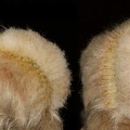 Espostoa huanucensis cristata