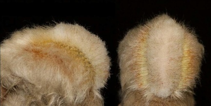 Espostoa huanucensis cristata