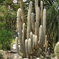 Espostoa lanata