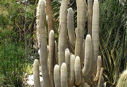 Espostoa lanata