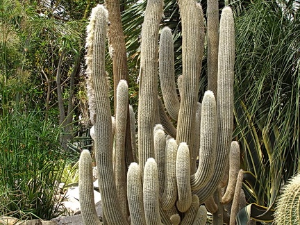 Espostoa lanata