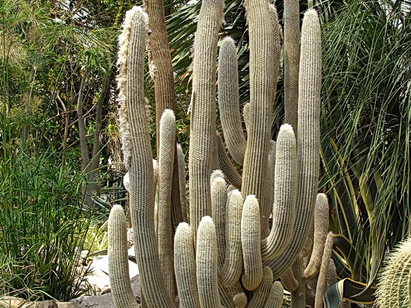 Espostoa lanata