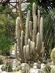 Espostoa lanata
