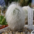 Espostoa melanostele