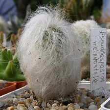 Espostoa melanostele