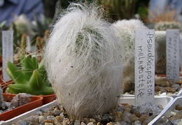 Espostoa melanostele