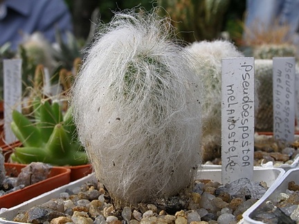 Espostoa melanostele