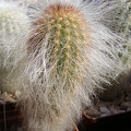 Espostoa ritteri