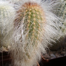 Espostoa ritteri