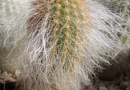 Espostoa ritteri