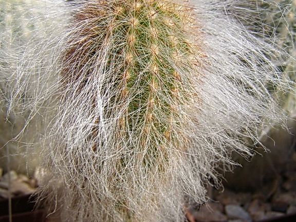 Espostoa ritteri