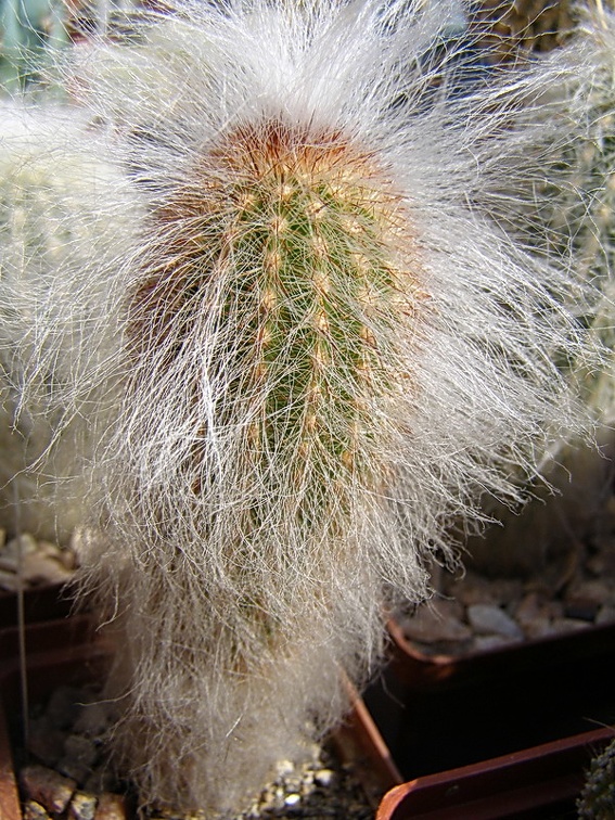 Espostoa ritteri