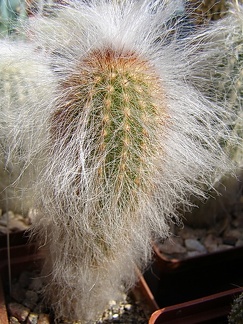 Espostoa ritteri