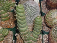 Eulychnia castanea monstrose
