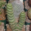 Eulychnia castanea monstrose